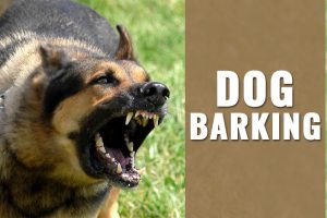 Dog Barking