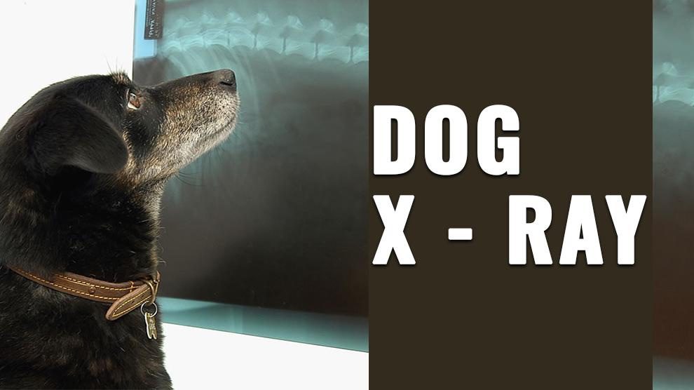 how much does dog xrays cost