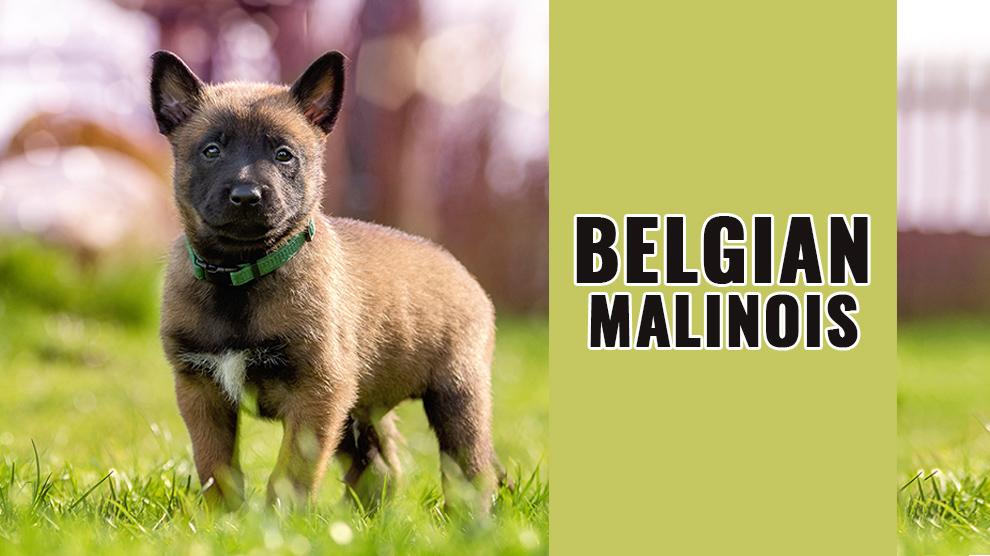 dog breed belgian malinois black