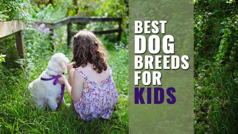 10 Best Dog Breeds For Kids And Families - Petmoo