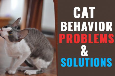 Cat Behavior Problems & Solutions