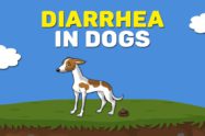 Diarrhea In Dogs