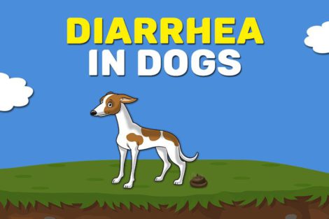 Diarrhea In Dogs