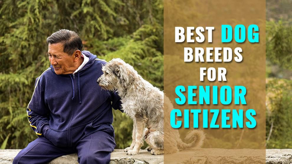 best dog breeds for elderly