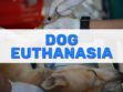 Dog Euthanasia