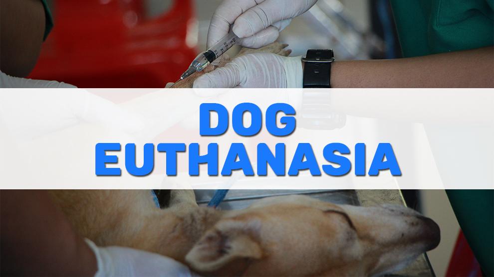 what medicine is used to euthanize dogs