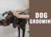 Dog Grooming