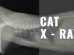 Cat X Ray