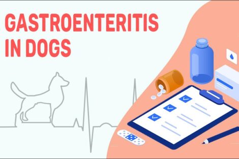 Gastroenteritis In Dogs