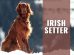 Irish Setter