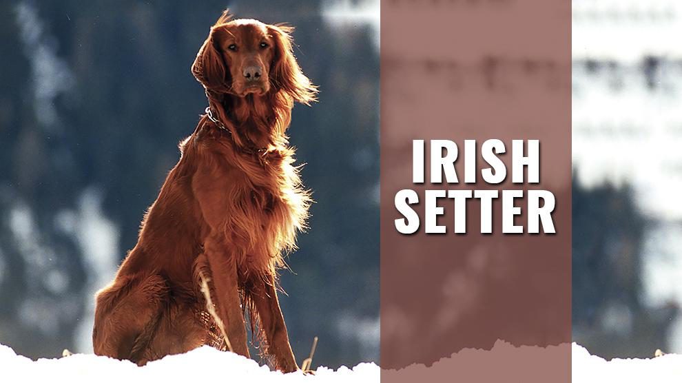irish setter is a mixed breed