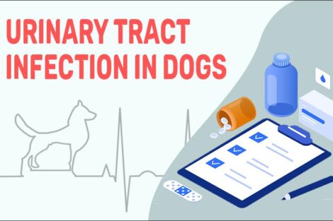 Urinary Tract Infection In Dogs