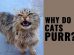 Why Do Cats Purr