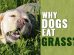 Why Dogs Eat Grass?