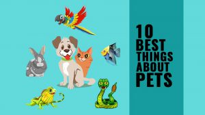 10 Benefits Of Pets - Why Pets Are Good For You? - Petmoo