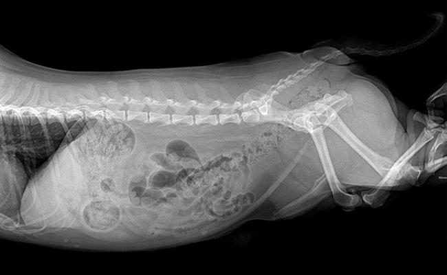 Dog X-Rays: What To Expect When You Take Your Dog For An X-Ray? - Petmoo