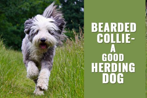 Bearded Collie