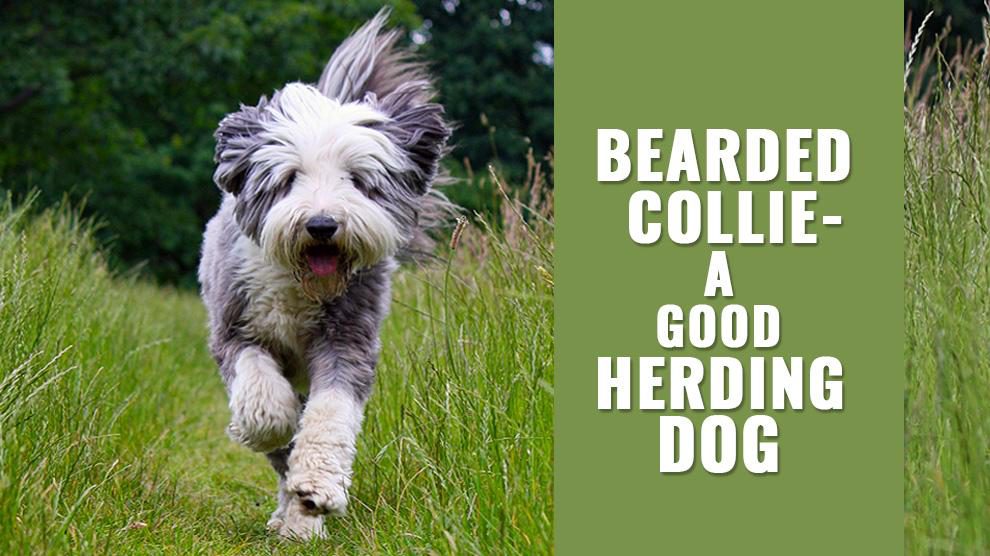 Storing Bediende Zwembad Bearded Collie - Complete Dog Breed Information On The Herding Dog - Petmoo