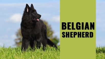 Belgian Shepherd - Must Know Dog Breed Information & Training - Petmoo