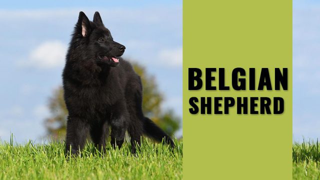 Belgian Shepherd - Must Know Dog Breed Information & Training - Petmoo