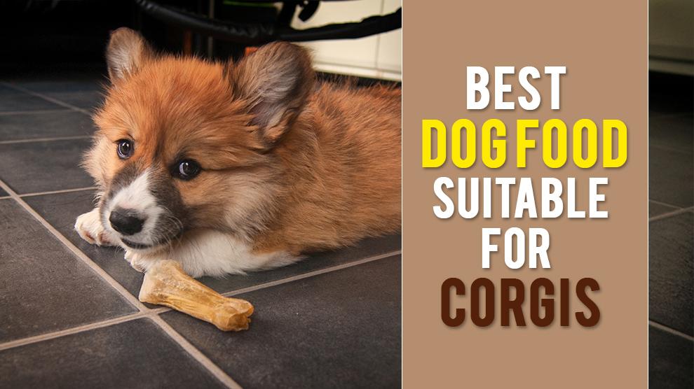 what should i feed my corgi puppy