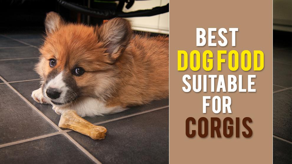 Best food for corgi puppy sale