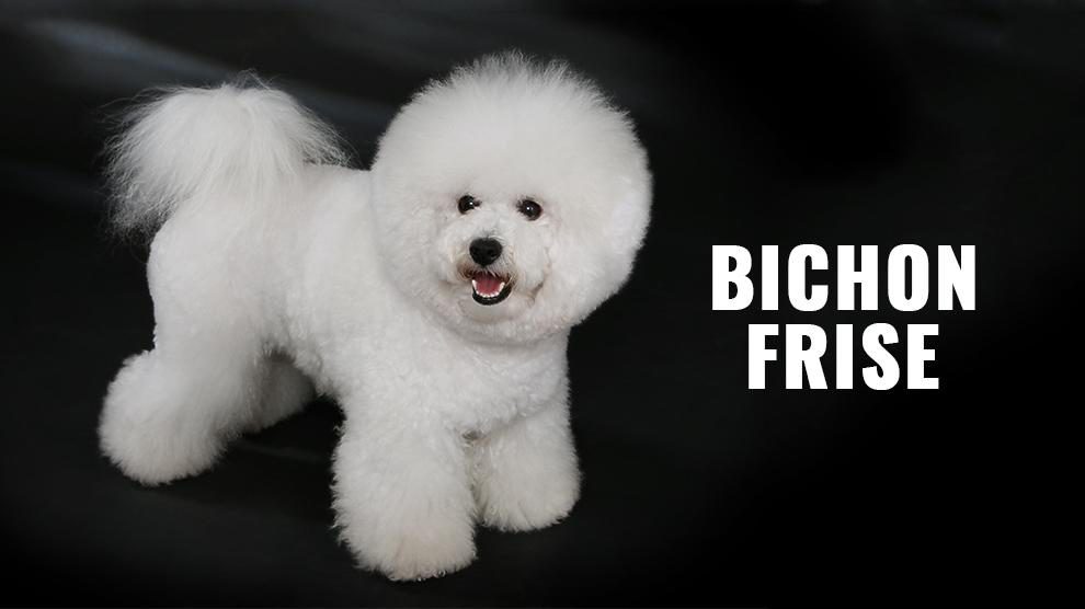 bichon frise grooming cost
