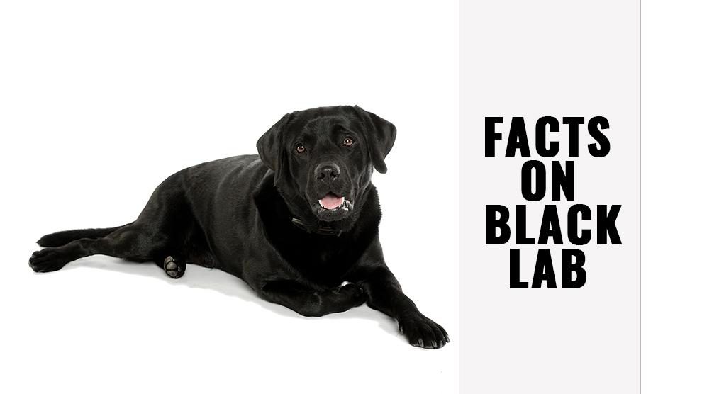 black lab dog breed