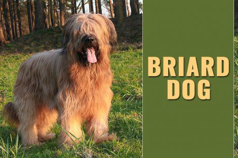 Briard Dog