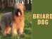 Briard Dog