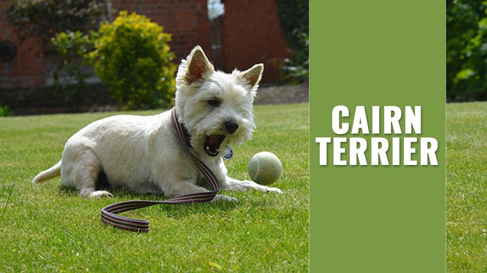 cairn terriers for adoption