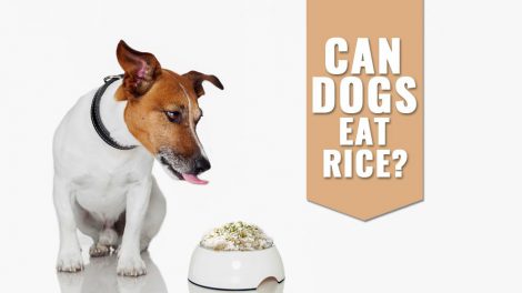 Can Dogs Eat Rice? Is Brown Rice Good For Dogs? - Petmoo