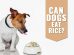 Can Dogs Eat Rice?