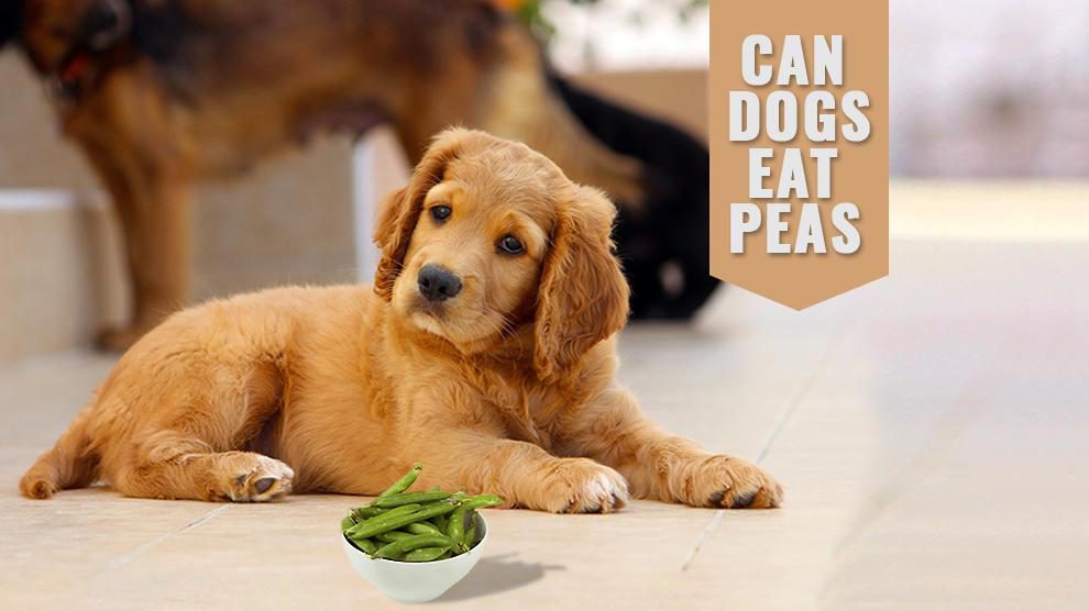can dogs have canned peas