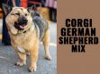 Corgi German Shepherd Mix