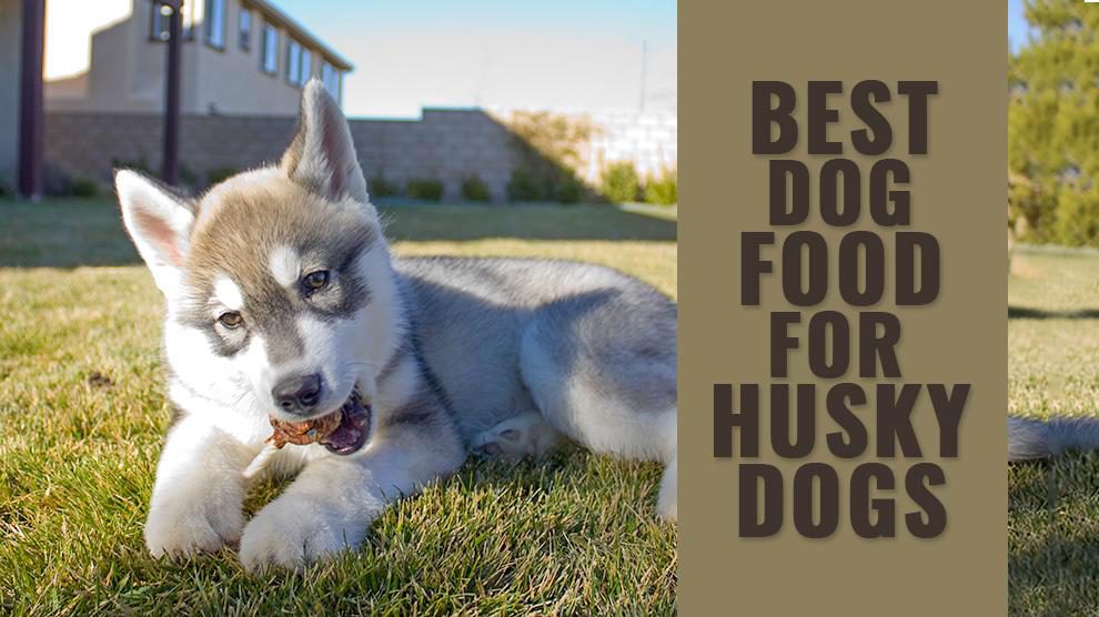 best dog food for senior husky