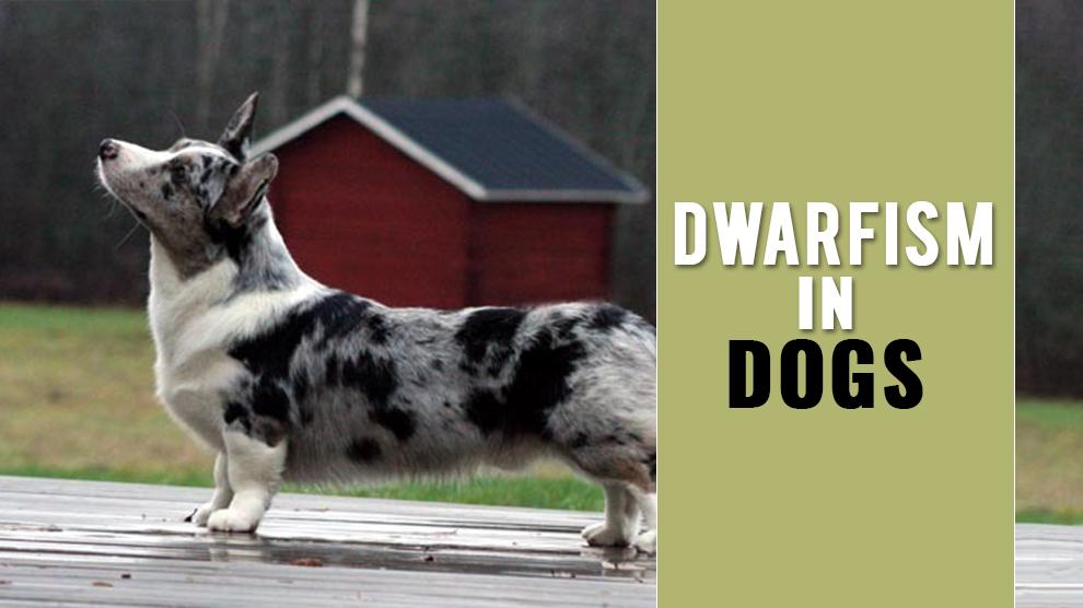 dogs with dwarfism