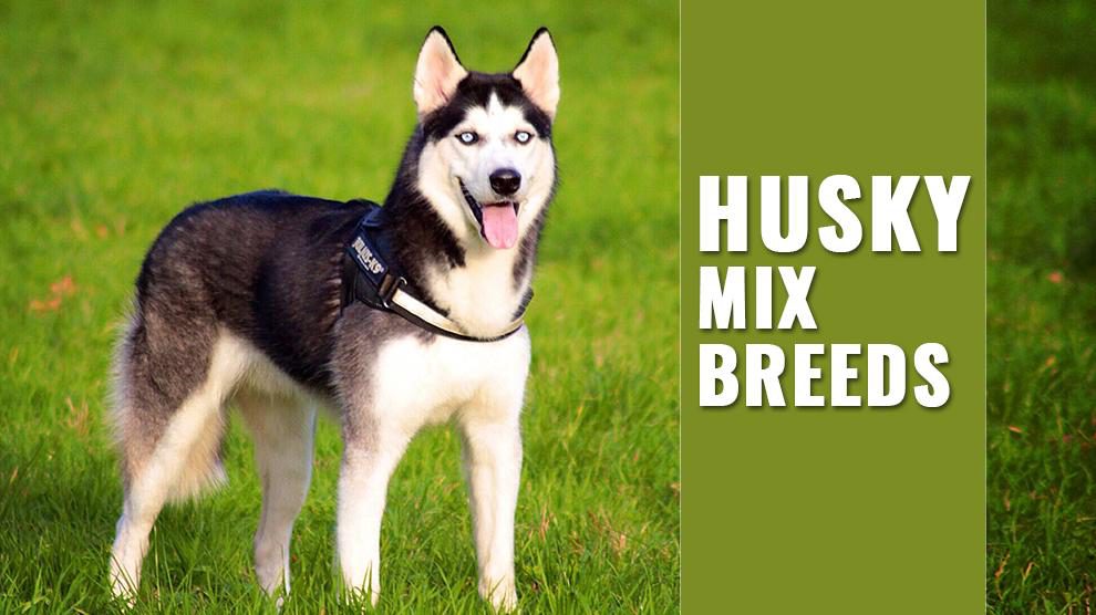 dogs husky mix