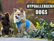 Hypoallergenic Dogs