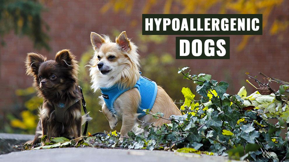 Hypoallergenic 2024 dogs 2018