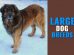 Large Dog Breeds