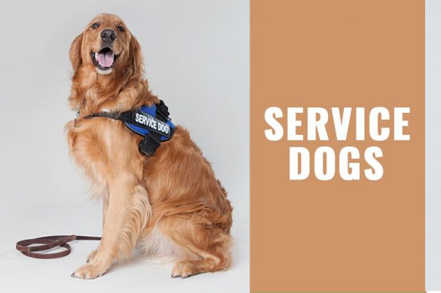 Service Dogs