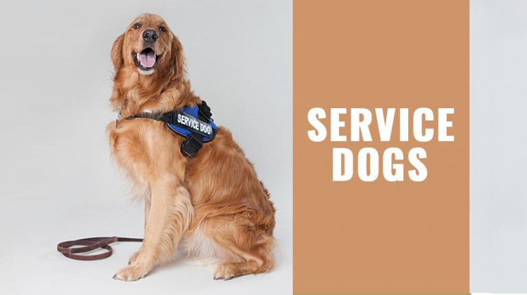 Service Dogs – Types, Requirements, And Best Breeds - Petmoo