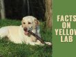 Yellow Lab