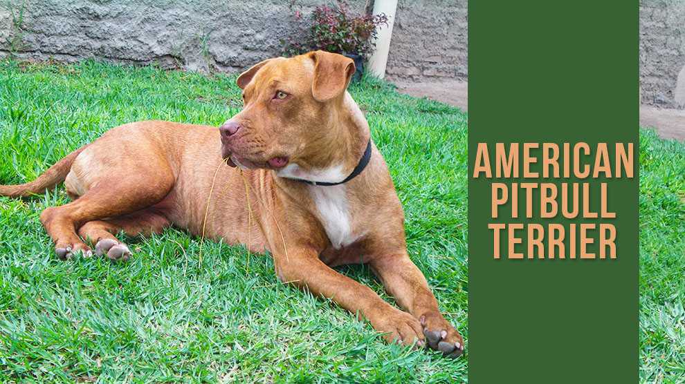 Brindle Pitbull New Owners Guide To This Tiger Striped Dog All Things Dogs