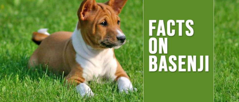 Basenji