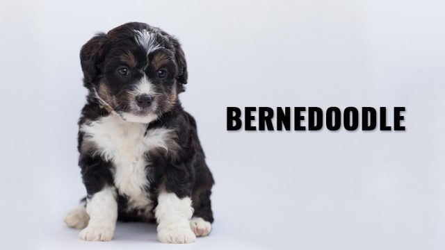 Bernedoodle Dog Breed Information And Guide - Petmoo