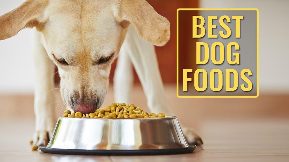 Best Dog Foods A Complete Buying Guide Petmoo