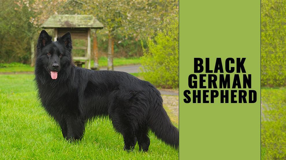 black german shepherd double coat