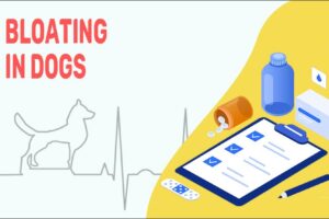 Bloating In Dogs